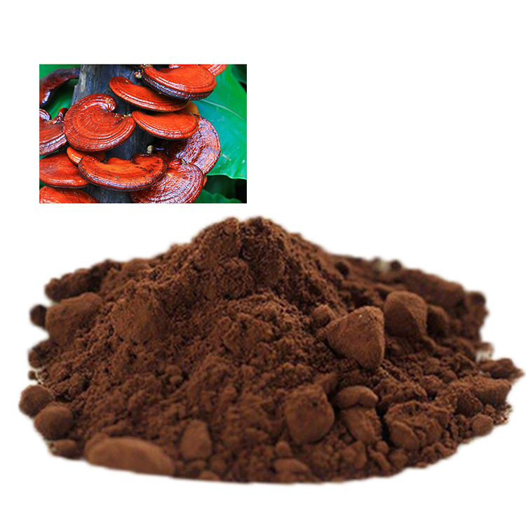Smooth Texture Red Reishi Powder: Ideal for Capsules and Smoothies